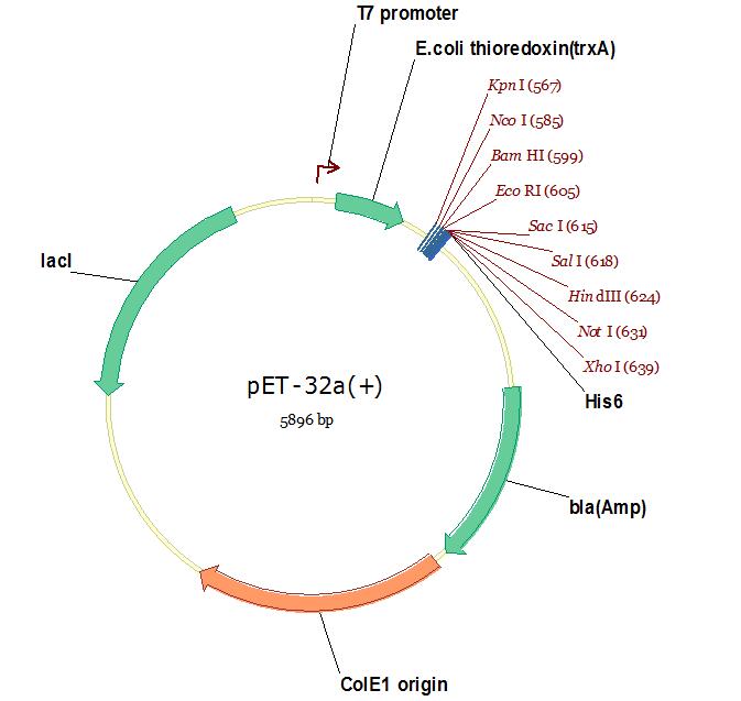 pet32a.jpg